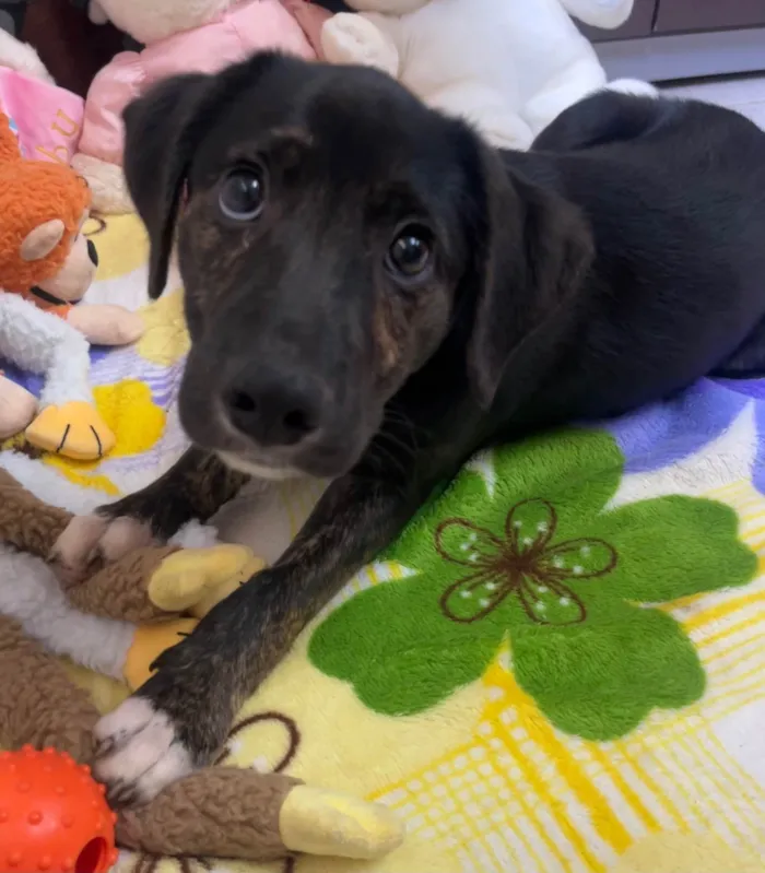 Cachorro ra a SRD-ViraLata idade 2 a 6 meses nome Apolo