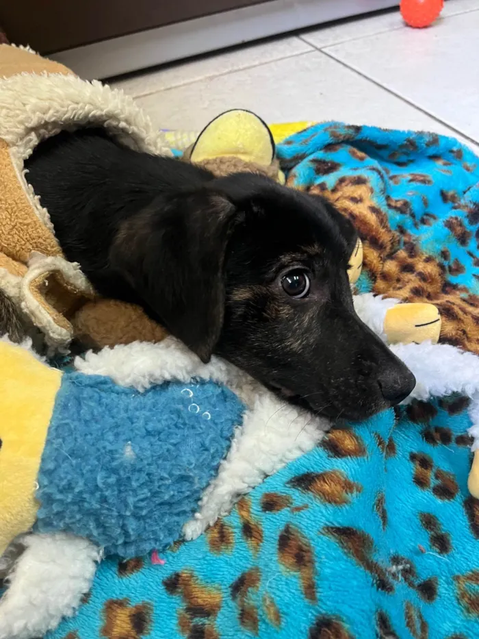 Cachorro ra a SRD-ViraLata idade 2 a 6 meses nome Apolo
