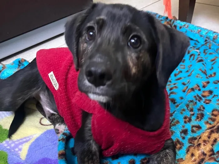 Cachorro ra a SRD-ViraLata idade 2 a 6 meses nome Apolo