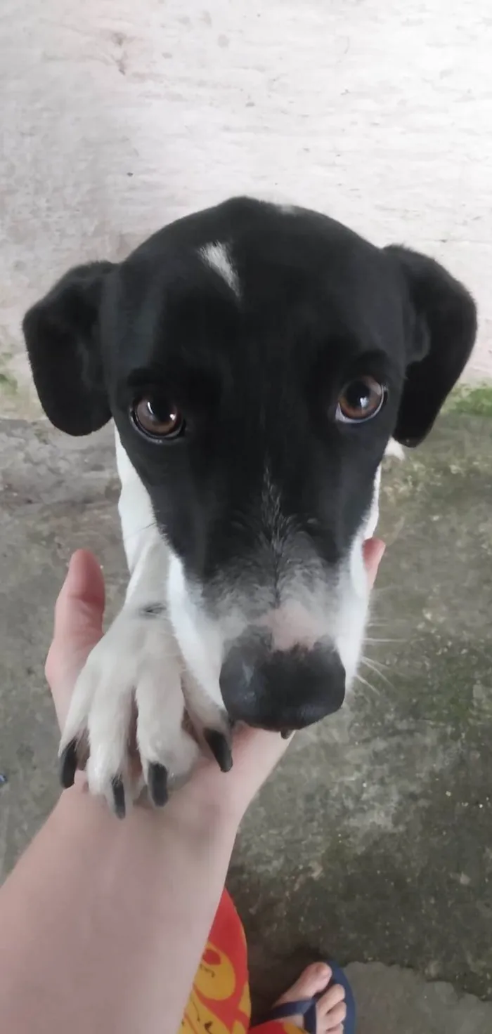 Cachorro ra a SRD-ViraLata idade 2 anos nome Belinha