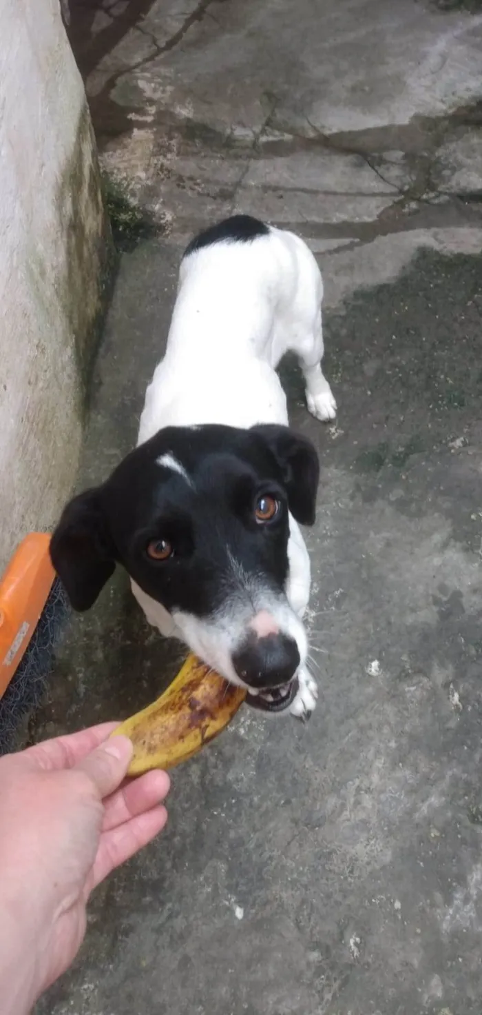 Cachorro ra a SRD-ViraLata idade 2 anos nome Belinha