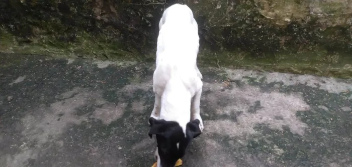 Cachorro ra a SRD-ViraLata idade 2 anos nome Belinha