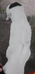 Belinha