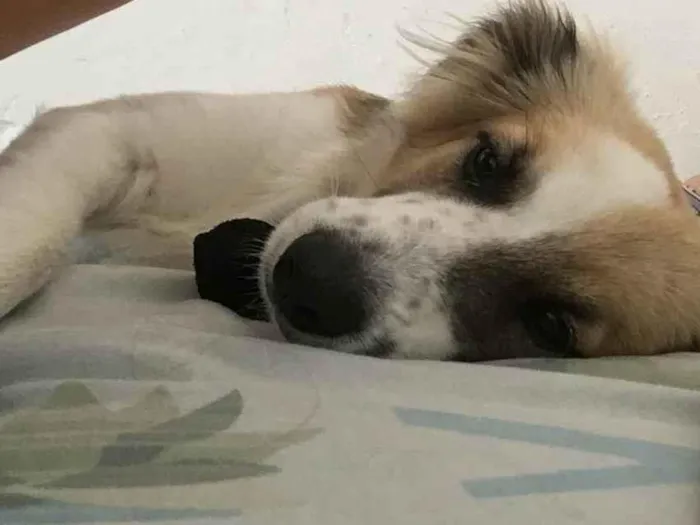 Cachorro ra a Kokoni idade 1 ano nome Apolo 