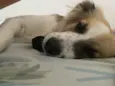 Apolo