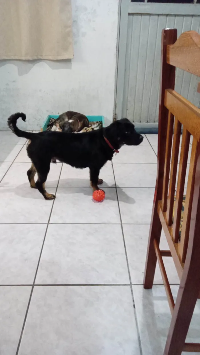 Cachorro ra a SRD-ViraLata idade 1 ano nome Noah