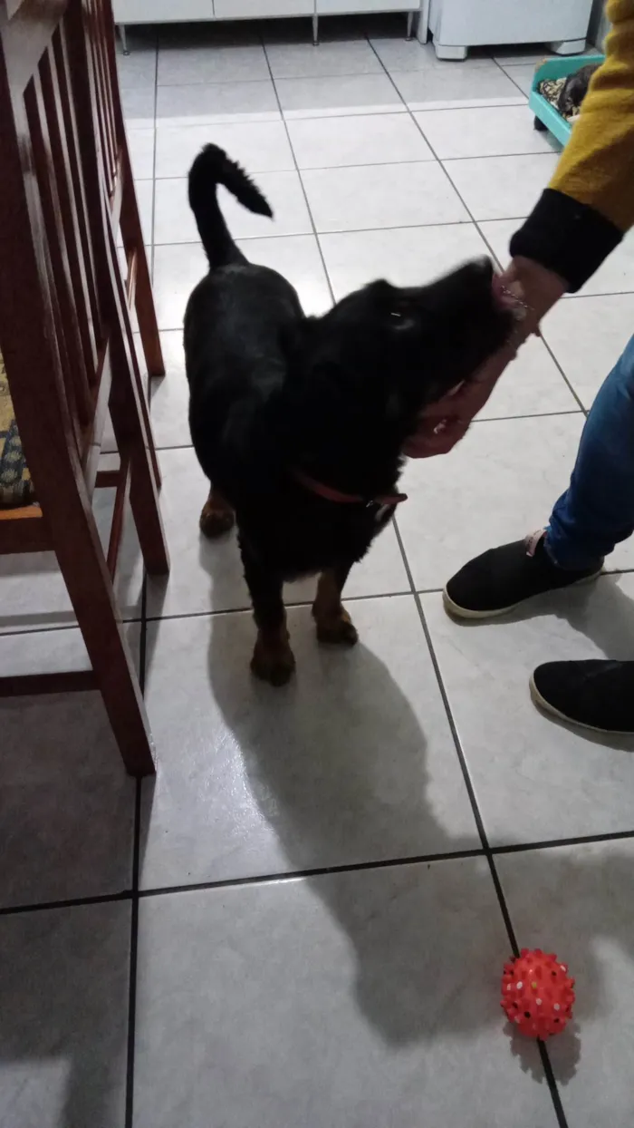 Cachorro ra a SRD-ViraLata idade 1 ano nome Noah