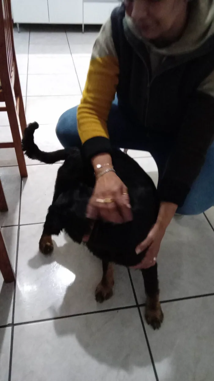 Cachorro ra a SRD-ViraLata idade 1 ano nome Noah