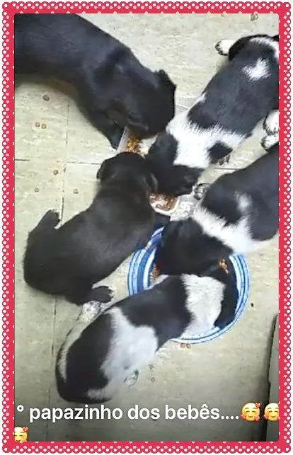Cachorro ra a SRD idade Abaixo de 2 meses nome Bisa