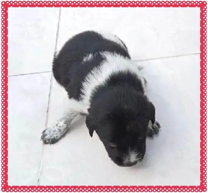 Cachorro ra a SRD idade Abaixo de 2 meses nome Bisa