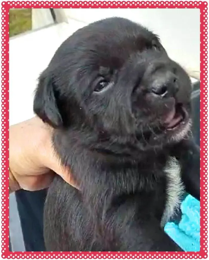 Cachorro ra a SRD idade Abaixo de 2 meses nome Bisa