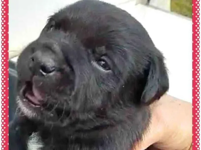 Cachorro ra a SRD idade Abaixo de 2 meses nome Bisa