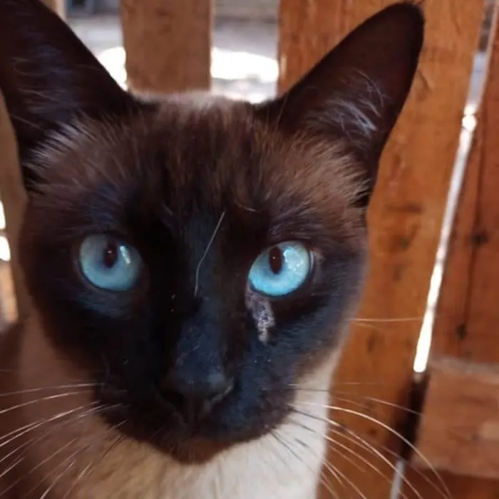 Gato ra a SRD-ViraLata idade 2 anos nome Eudora