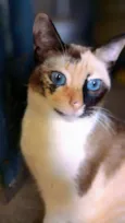 Linda