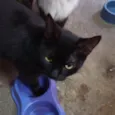 Pretinha