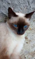 Preciosa 