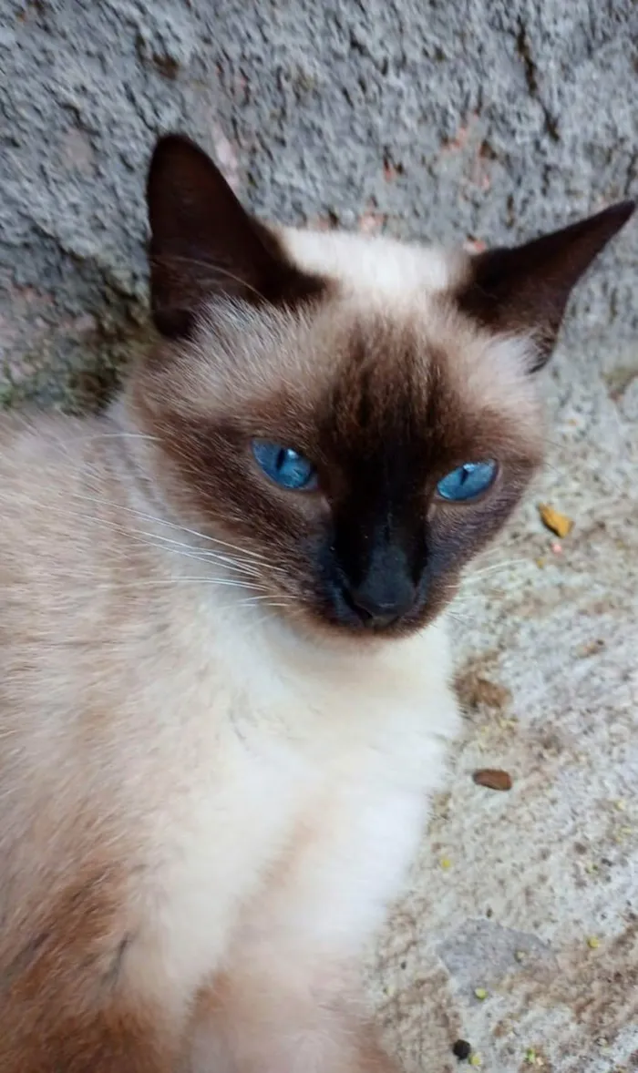 Gato ra a SRD-ViraLata idade 1 ano nome Preciosa 