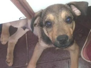 Cachorro raça SRD-ViraLata idade 2 a 6 meses nome Marley