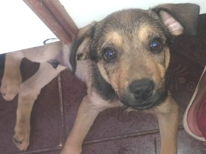 Cachorro ra a SRD-ViraLata idade 2 a 6 meses nome Marley