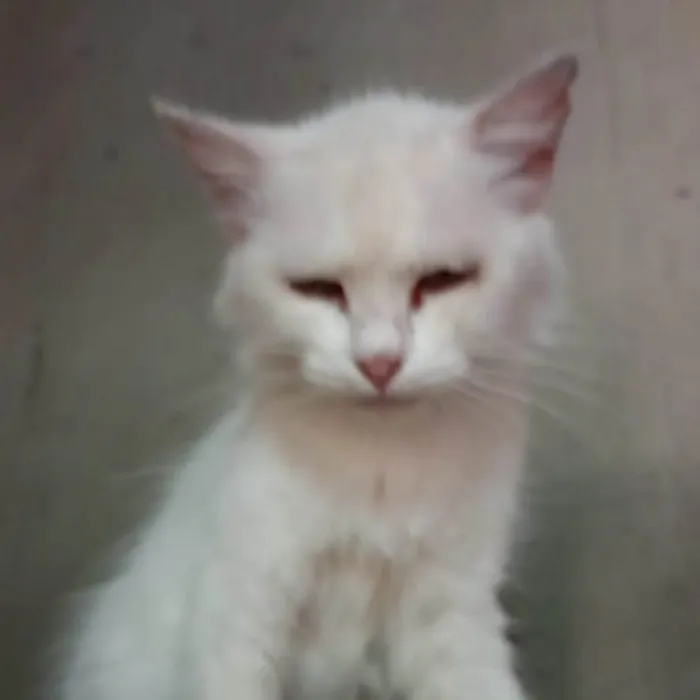 Gato ra a SRD-ViraLata idade 2 anos nome Branco 