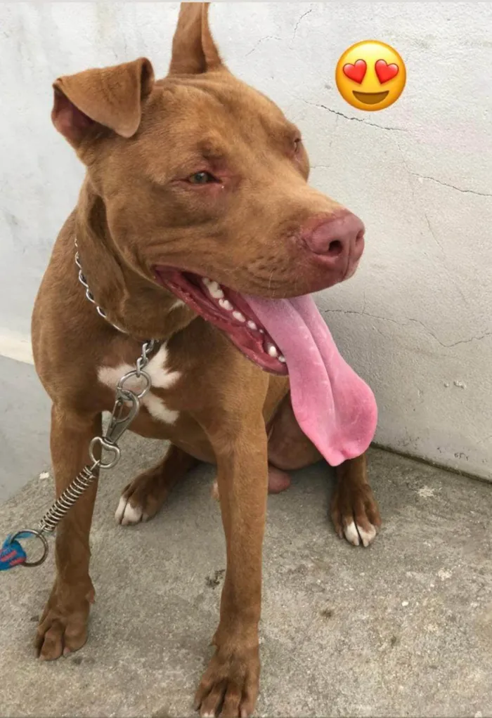 Cachorro ra a pitbull idade 2 anos nome zeus