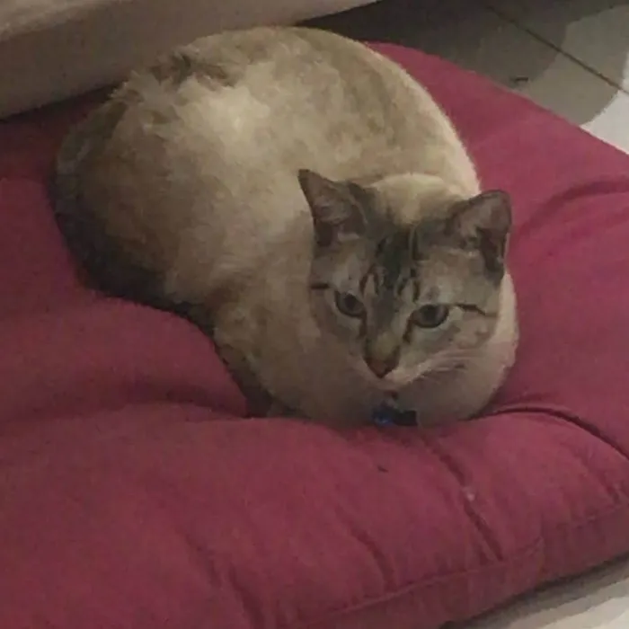 Gato ra a SRD-ViraLata idade 7 a 11 meses nome Romeu