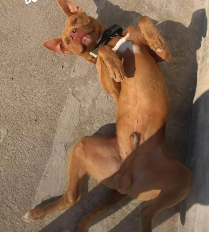 Cachorro ra a pitbull idade 2 anos nome zeus