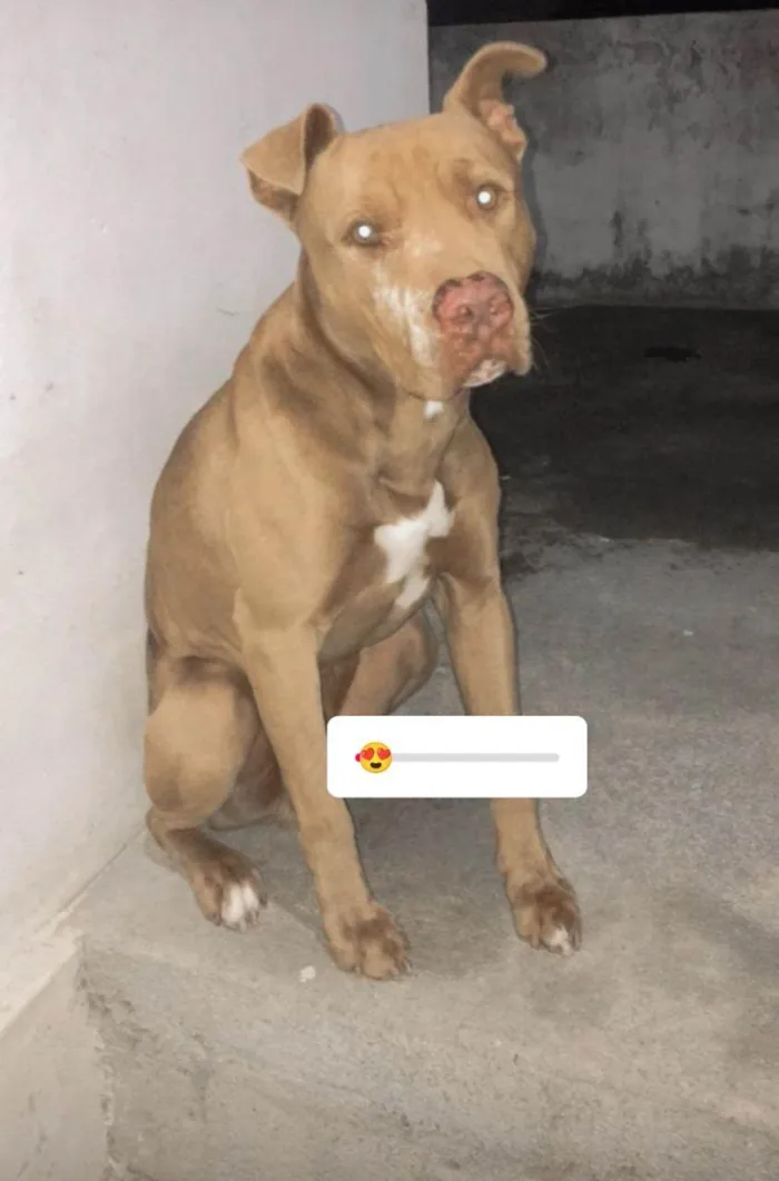 Cachorro ra a pitbull idade 2 anos nome zeus