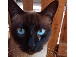 Gato raça SRD-ViraLata idade 2 anos nome Eudora