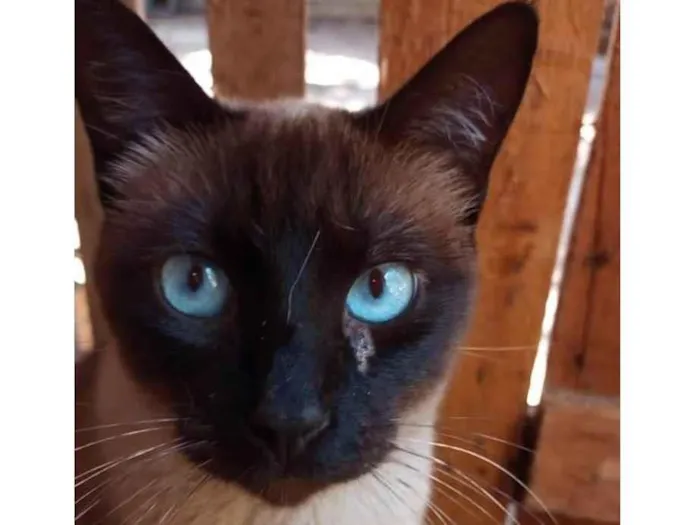 Gato ra a SRD-ViraLata idade 2 anos nome Eudora