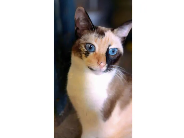 Gato ra a SRD-ViraLata idade 2 anos nome Linda