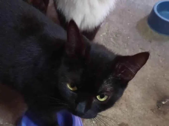 Gato ra a SRD-ViraLata idade 2 a 6 meses nome Pretinha