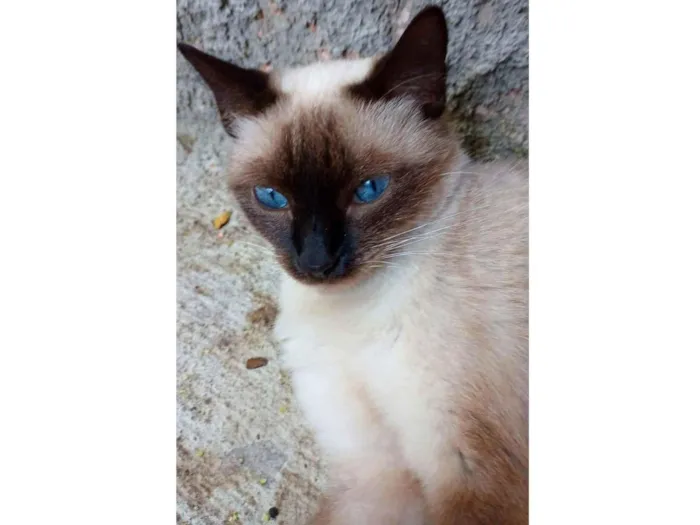 Gato ra a SRD-ViraLata idade 1 ano nome Preciosa 