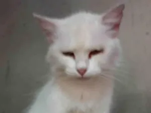 Gato raça SRD-ViraLata idade 2 anos nome Branco 