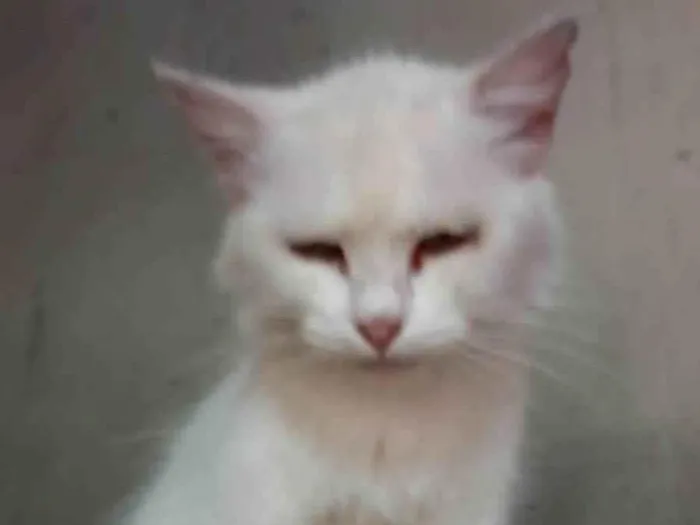 Gato ra a SRD-ViraLata idade 2 anos nome Branco 