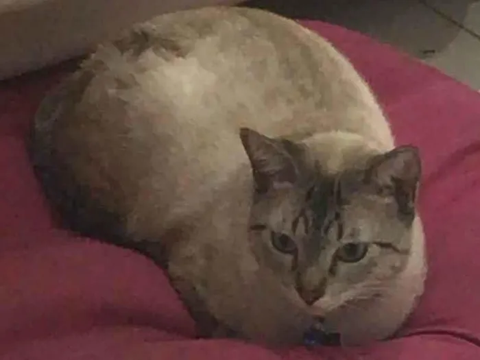 Gato ra a SRD-ViraLata idade 7 a 11 meses nome Romeu