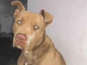 Cachorro raça pitbull idade 2 anos nome zeus