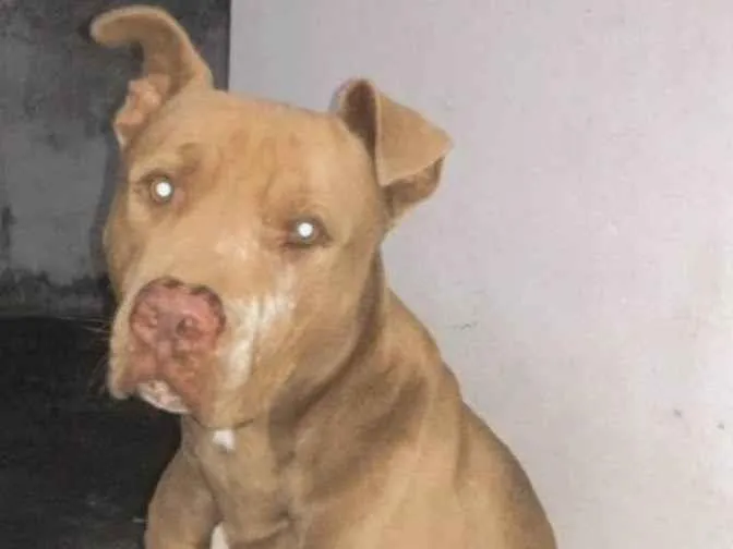 Cachorro ra a pitbull idade 2 anos nome zeus