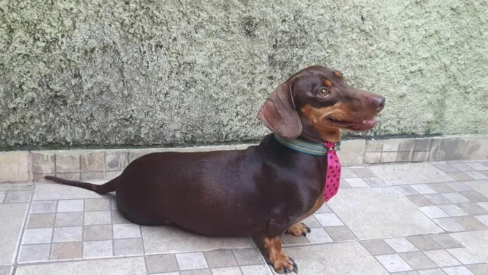 Cachorro ra a Basset-dachshaund idade 5 anos nome Pippo