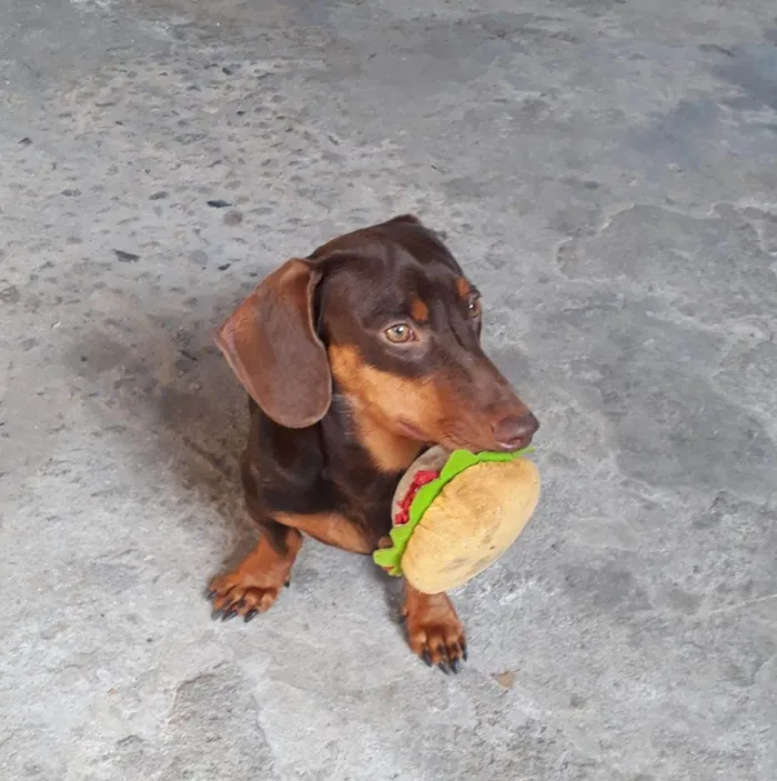 Cachorro ra a Basset-dachshaund idade 5 anos nome Pippo