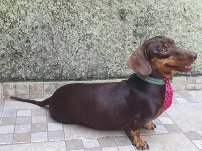 Cachorro ra a Basset-dachshaund idade 5 anos nome Pippo