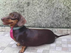 Cachorro raça Basset-dachshaund idade 5 anos nome Pippo