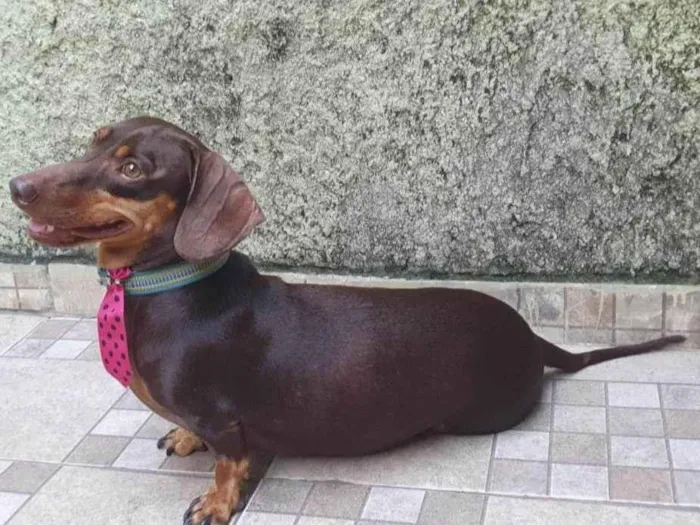 Cachorro ra a Basset-dachshaund idade 5 anos nome Pippo