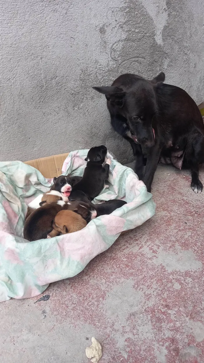 Cachorro ra a SRD-ViraLata idade 1 ano nome Pretinha