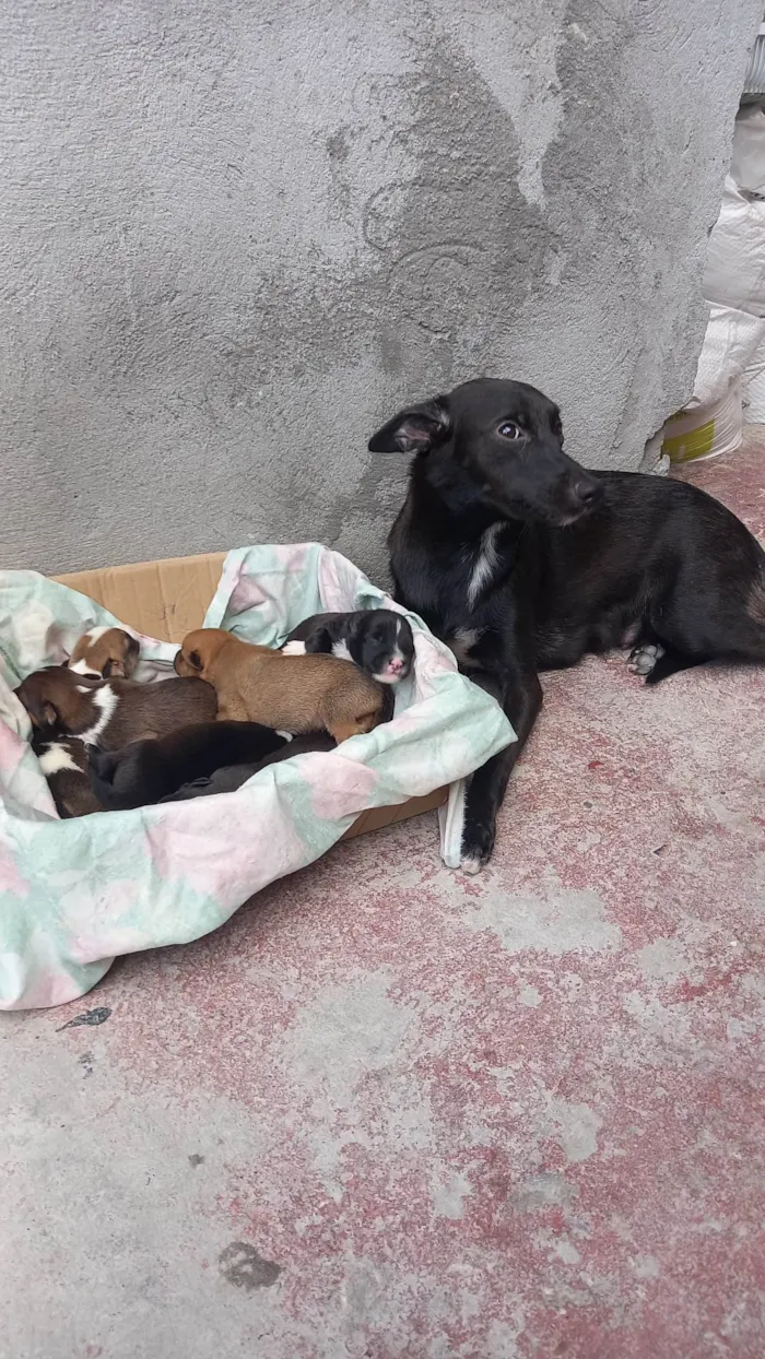 Cachorro ra a SRD-ViraLata idade 1 ano nome Pretinha