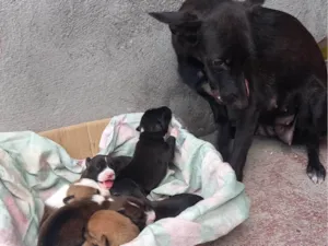 Cachorro raça SRD-ViraLata idade 1 ano nome Pretinha