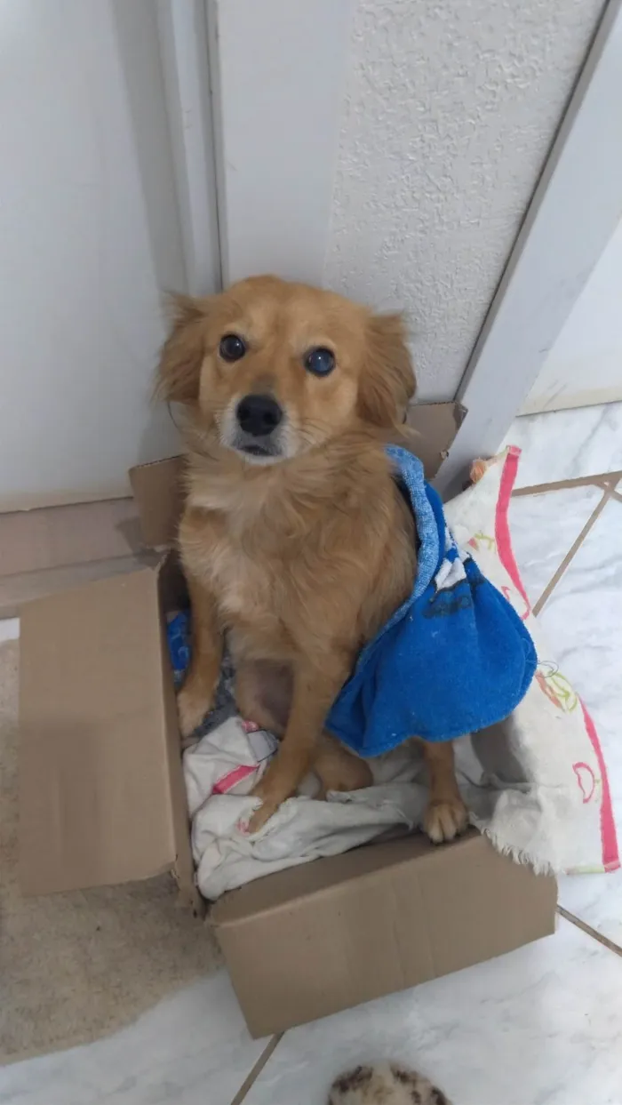Cachorro ra a SRD-ViraLata idade 7 a 11 meses nome Sem nome