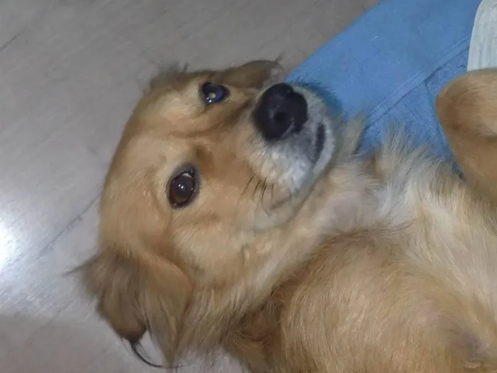 Cachorro ra a SRD-ViraLata idade 7 a 11 meses nome Sem nome