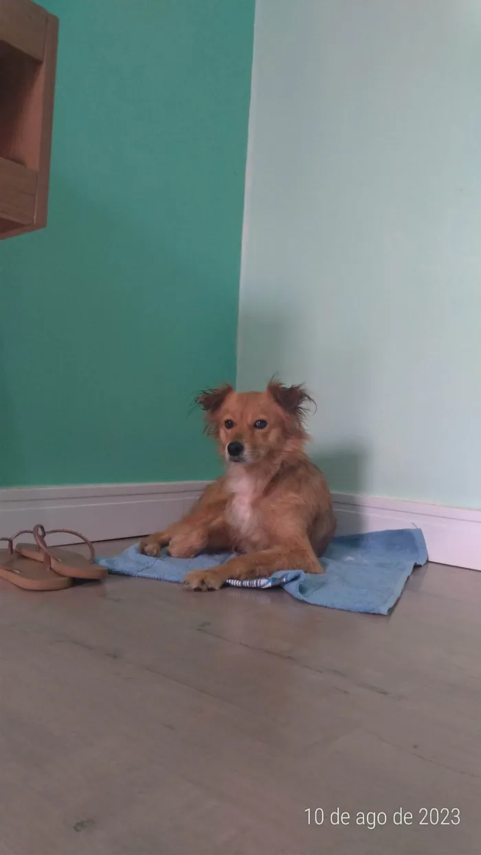 Cachorro ra a SRD-ViraLata idade 7 a 11 meses nome Sem nome