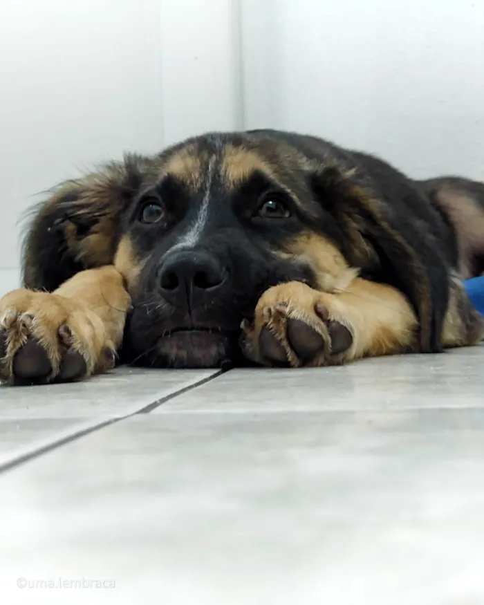 Cachorro ra a Pastor Alemão com Pitbull  idade 7 a 11 meses nome Loki